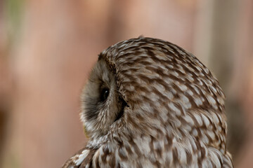 Fototapeta premium ふくろう