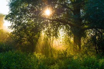 Green trees in a colorful misty forest in bright sunlight in wetland at sunrise in summer, Almere, Flevoland, The Netherlands, August 25, 2021