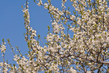 Plum (Prunus domestica) in orchard