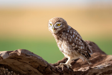 Little owl. Colorful nature background. Athene noctua.  