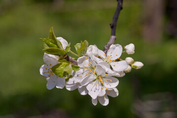 Plum (Prunus domestica) in orchard