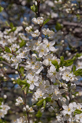 Obraz premium Plum (Prunus domestica) in orchard