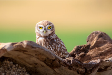 Little owl. Colorful nature background. Athene noctua.  