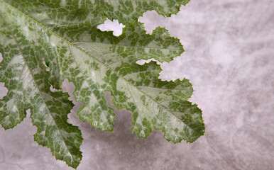 Green zucchini leaf on a light gray background. Vegetable background. Copy Space