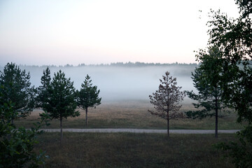 Morning fog over a narrow road with pine trees. Summer landscape with fog