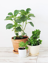 houseplants in pots on white wooden floor on background white wall