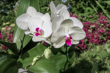 Moth Orchid (Phalaenopsis hybridum) in greenhouse