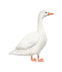 Watercolor illustration of a gander. Goose. Farm animals.