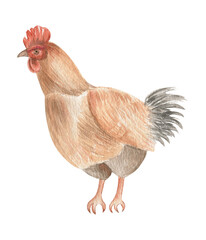 Watercolor illustration of a rooster. Birds. Farm animals.