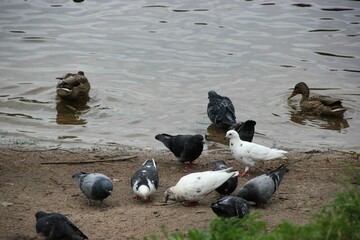 seagulls on the beach