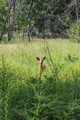 Young wild deer looking right at the camera while standing in the summer green meadow.