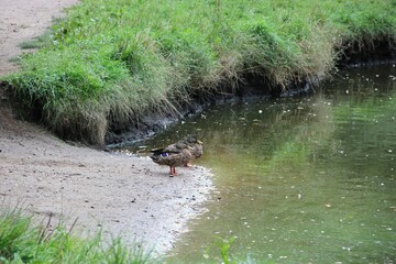 duck in the pond