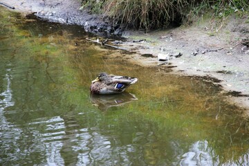 frog in the river