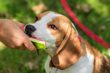 Portrait of cute beagle dog eating watermelon on a green meadow