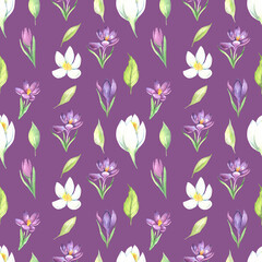 Wildflower crocuses flower pattern in a watercolor style isolated. Aquarelle wild flower for background, texture, wrapper pattern, frame or border. High quality illustration