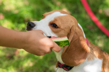 Portrait of cute beagle dog eating watermelon on a green meadow