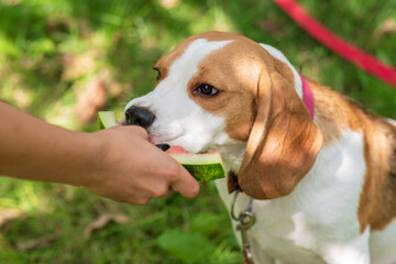 Portrait of  cute beagle dog playing on a green meadow