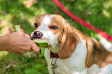 Portrait of cute beagle dog eating watermelon on a green meadow