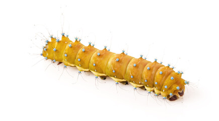bright elegant yellow caterpillar on a white background.