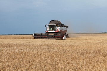 Combine harvester in a wheat or rye field, strada, harvesting. Gathering crop by agricultural...
