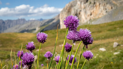 De jolies fleurs avec un beau paysage en arriere plan en france dans les alpes. 