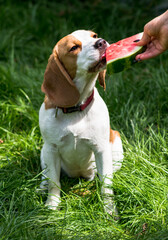 Portrait of cute beagle dog eating watermelon on a green meadow