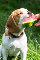 Portrait of cute beagle dog eating watermelon on a green meadow