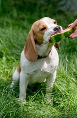 Portrait of cute beagle dog eating watermelon on a green meadow