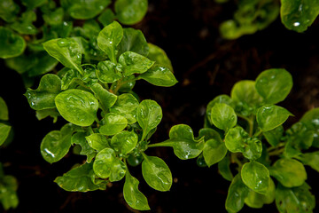 Watercress on black background. Healthy or organic food.