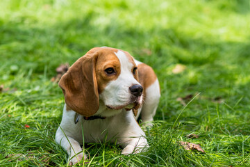 Portrait of  cute beagle dog on a green meadow