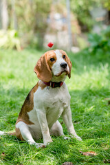 Portrait of  cute beagle dog playing on a green meadow