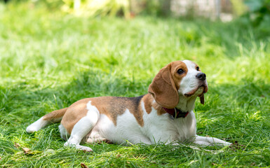 Naklejka na ściany i meble Portrait of cute beagle dog on a green meadow