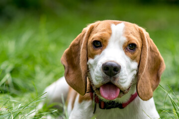 Portrait of  cute beagle dog on a green meadow