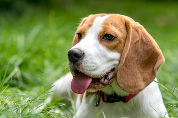 Portrait of  cute beagle dog on a green meadow