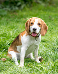 Portrait of  cute beagle dog on a green meadow