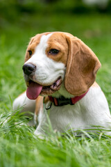Portrait of  cute beagle dog on a green meadow