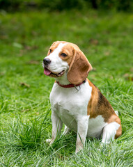 Portrait of  cute beagle dog on a green meadow