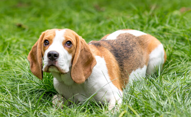 Portrait of  cute beagle dog on a green meadow