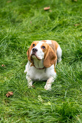Portrait of  cute beagle dog on a green meadow