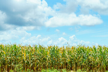 farm corn tree and cloud.