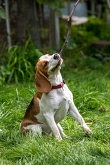 Portrait of  cute beagle dog playing on a green meadow