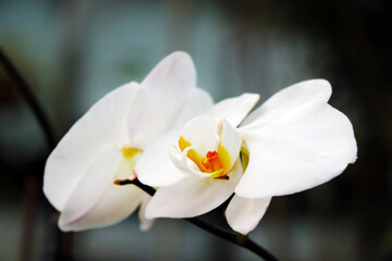Fototapeta na wymiar A beautiful light orchid blooms in summer.