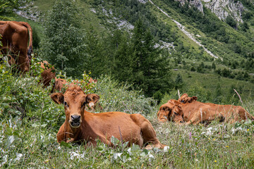 Vache couchée qui mange dans les montagnes.