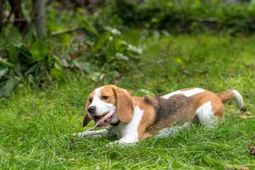 Portrait of  cute beagle dog playing on a green meadow