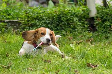 Portrait of  cute beagle dog playing on a green meadow