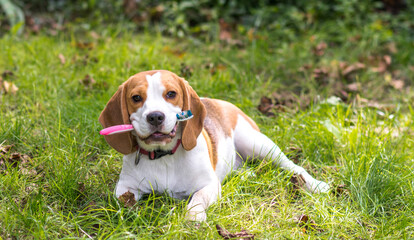 Portrait of  cute beagle dog playing on a green meadow