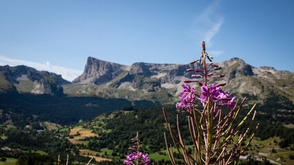 Paysage de montagne dans le massif du Devoluy dans les alpes francaises avec fleurs au premier plan