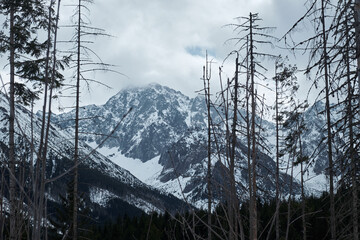 View of the High Tatras in Poland. Winter mountains. Dried pine trees in foreground