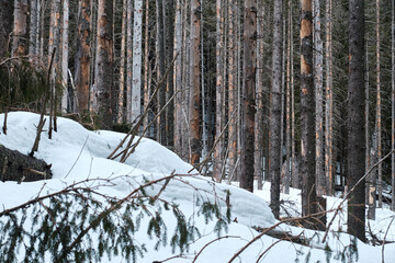 Winter forest in the High Tatras, Poland. Tall pine trees and deep snow