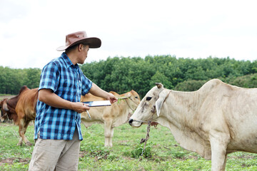 Concept: Livestock smart farmer and technology. Animal lover.  Asian male farmer taking care his...
